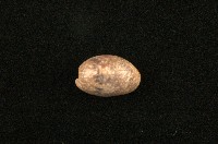 藏品(棗螺)的圖片